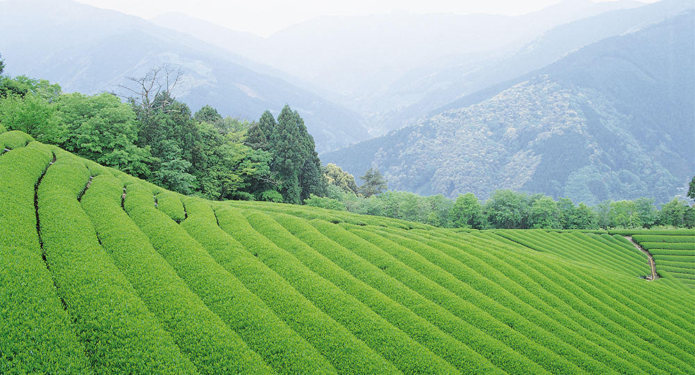 当店の茶園