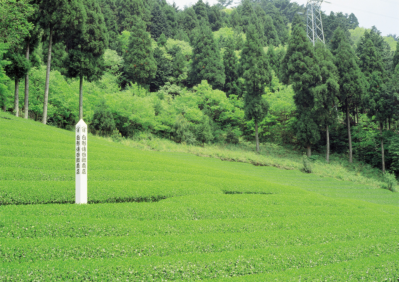 伝統の本山茶を中心に