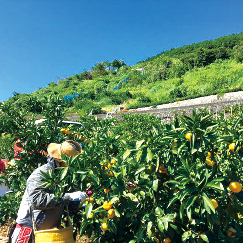 静岡みかん 朝倉農園の青島みかん