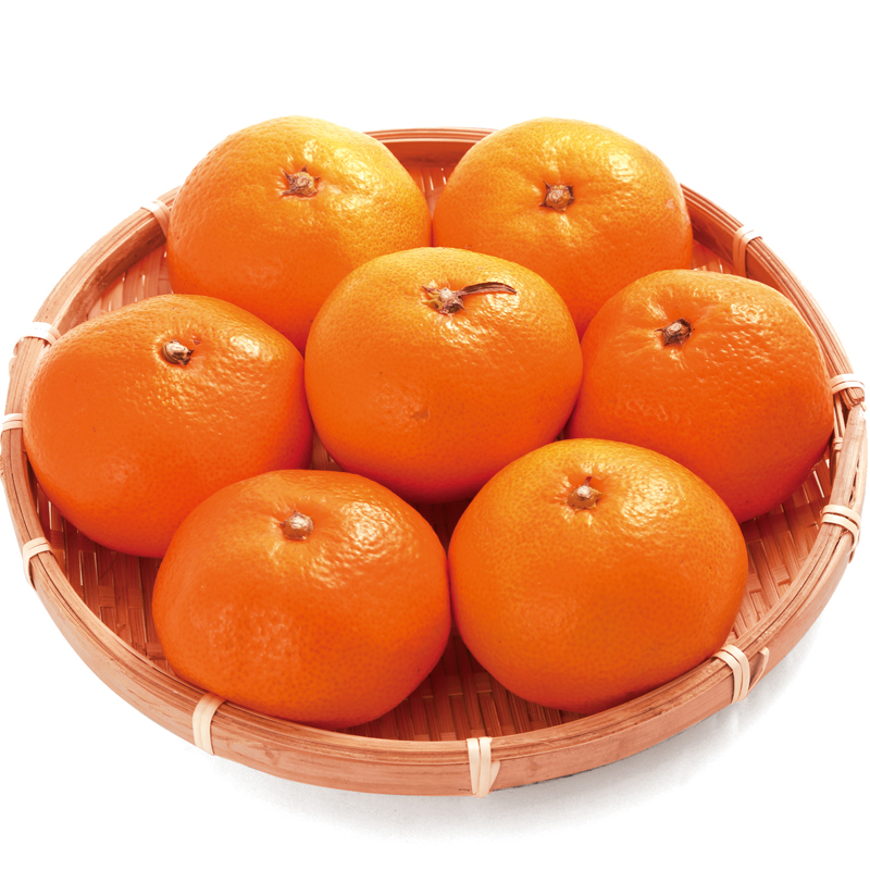 静岡みかん 大塚農園の青島みかん