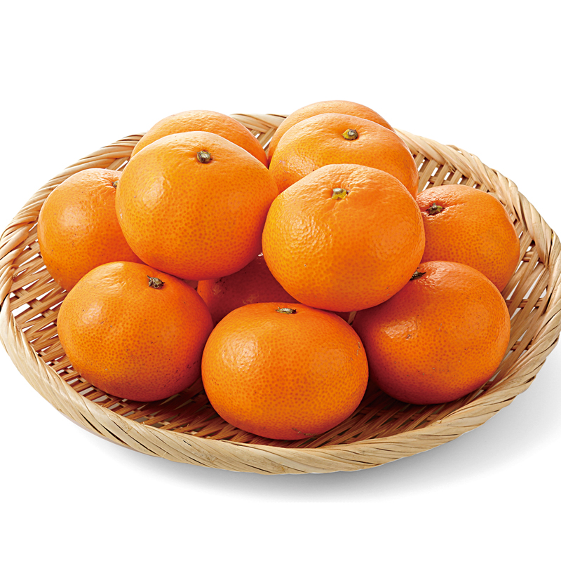 静岡みかん もばた農園の朝福ちゃん