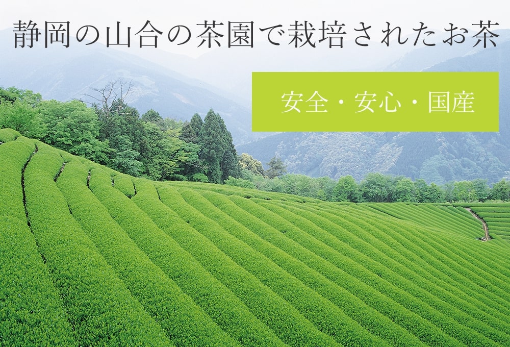 静岡の山合の茶園で栽培されたお茶